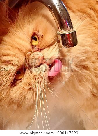 Red Persian Cat Drinks Water From The Tap