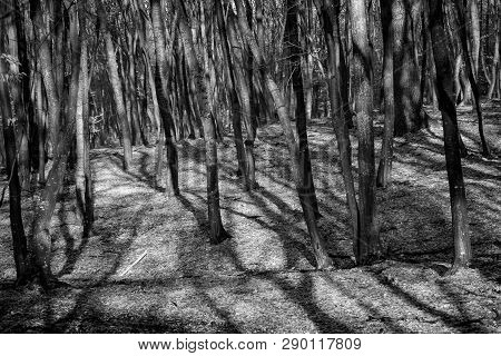 Hoia Baciu Forest - World Most Haunted Forest With A Reputation For Many Intense Paranormal Activity