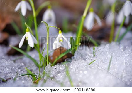 Snowdrops (galanthus) In The Spring Forest
