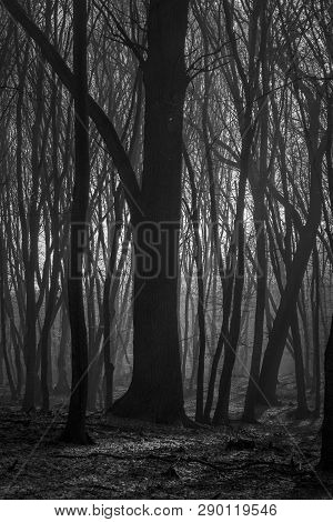 Hoia Baciu Forest - World Most Haunted Forest With A Reputation For Many Intense Paranormal Activity