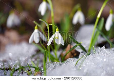 Snowdrops (galanthus) In The Spring Forest