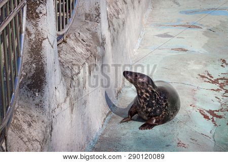 Kaliningrad, Russia - March 29, 2014: Baltic Grey Seals (halichoerus Grypus Macrorhynchus) Lies On T