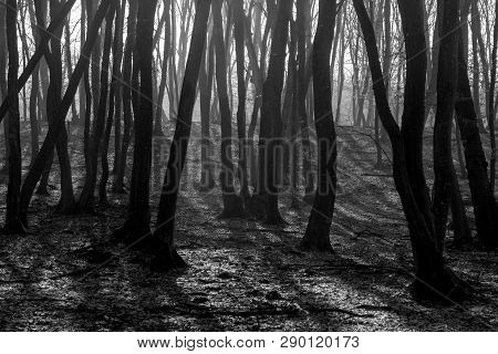 Hoia Baciu Forest - World Most Haunted Forest With A Reputation For Many Intense Paranormal Activity