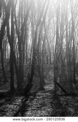 Hoia Baciu Forest - World Most Haunted Forest With A Reputation For Many Intense Paranormal Activity
