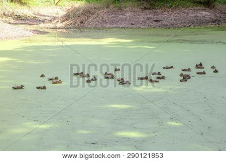 Lake Covered With Green Duckweeds And Flock Of Mallard Ducks Swimming In Distance