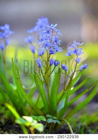Spring Flowers In A Forest. Scilla Bifolia.