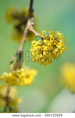 The Branch Of A Flowering Dogwoods (cornus Mas) In The Sunlight. Soft Focus