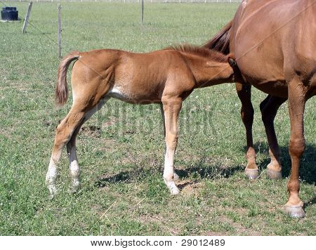 Colt Gidran