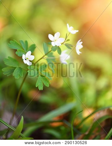 Spring Flower Close Up. Isopyrum Thalictroides. Sunny Day