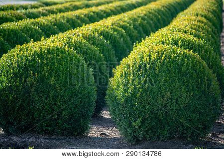 Evergreen Buxus Or Box Wood Nursery In Netherlands, Plantation Of Big Round Box Tree Balls In Rows D