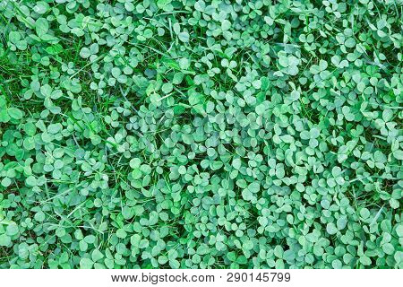 Clover Lawn Fragment Close-up. Background For Mockup Of Social Media, Eco Shop, Blank For Design, Fl