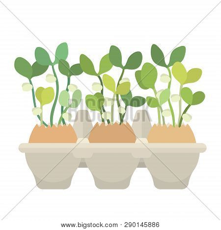 Egg Box With Eggs And Young Fresh Sprouts In Them