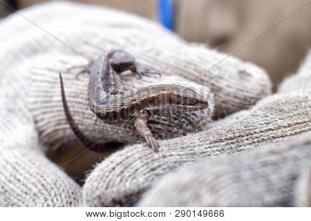 Sleepy Lizard On Hand With Glove Close Up