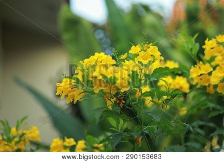 Allamanda Yellow Allamanda With Many Layers Petals, Oleander Allamanda, Bush Allamanda. Scientific N