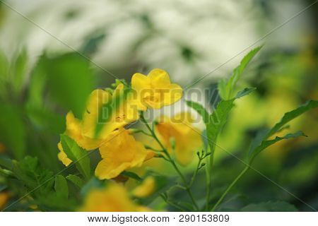 Allamanda Yellow Allamanda With Many Layers Petals, Oleander Allamanda, Bush Allamanda. Scientific N