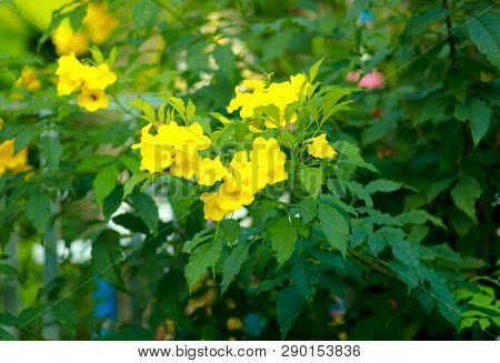 Allamanda Yellow Allamanda With Many Layers Petals, Oleander Allamanda, Bush Allamanda. Scientific N