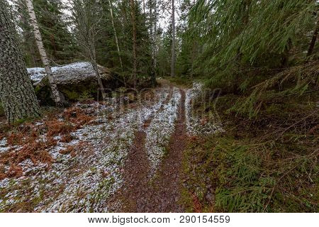 Trail Through A Swedish Forest In Spring
