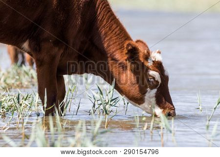 Cows At A Watering Place Drink Water And Bathe During Strong Heat And Drought. Kalmykia Region, Russ