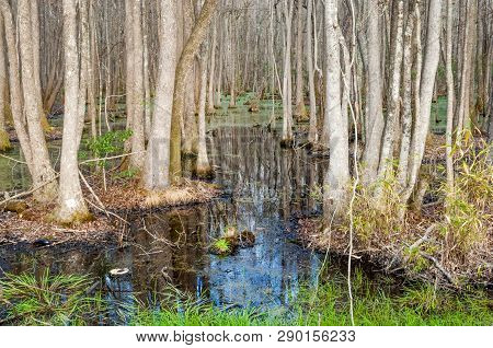 Famous Cypress And Tupelo Swamp In South Carolina In Springtime, Usa