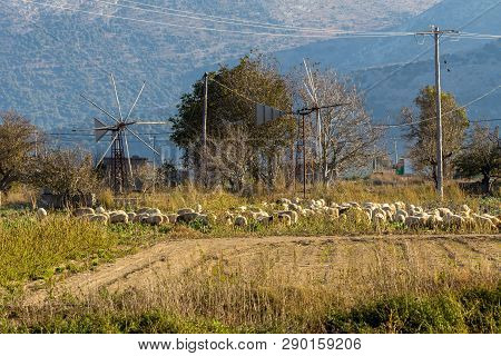 A Herd Of Sheep Grazing On A Mountain Agricultural Area With Green Grass On A Sunny Autumnal Evening