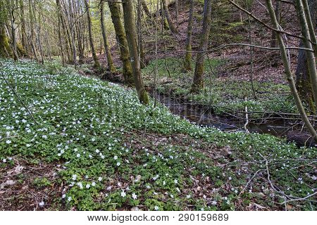 White Anemone At A Small Stream In A Forest Near Skanderborg, Denmark