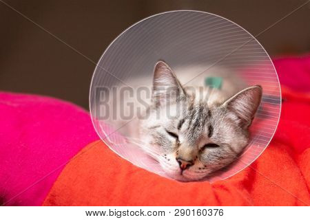 Pet Care Concept Sleepy Cat Wearing Elizabethan Collar, E-collar Or Buster Collar For Protection The