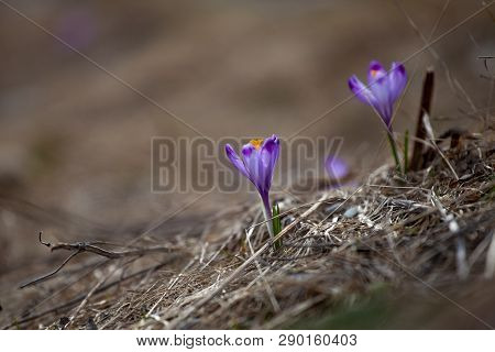 Violet Crocuses That Blooms In The Meadow