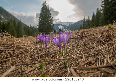 Violet Crocuses That Blooms In The Meadow And Mountains In Background.