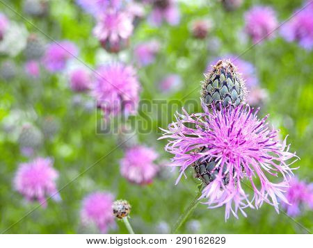 Brown Knapweed In The Meadow. Medical Plant Centaurea Jacea.