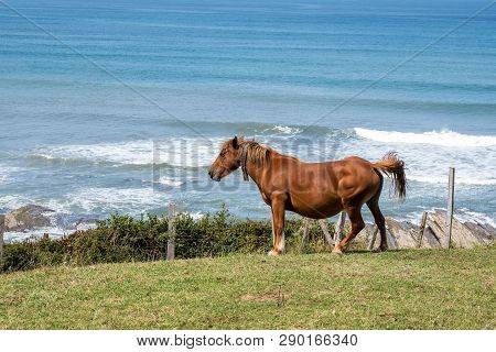 Horses Pasturing Layers Of Flysch In Zumaia, Playa De Sakoneta, Spain