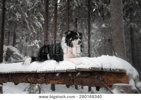 Portrait Of Tricolor Border Collie. He Lies On The Trunk
