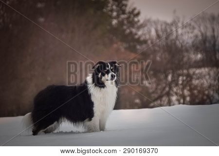 Portrait Of Tricolor Border Collie. He Is Standing In The Snow
