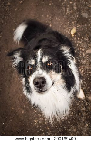 Portrait Of Tricolor Border Collie. He Is Sitting On The Loam