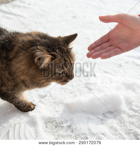 Domestic Cat On The Snow And Female Hand. Winter Seon, Sunny Day.
