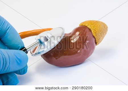 Hand Of Doctor In Glove With Stethoscope And 3d Shape Of Kidney. Photos Idea Where Surgeon Or Genera