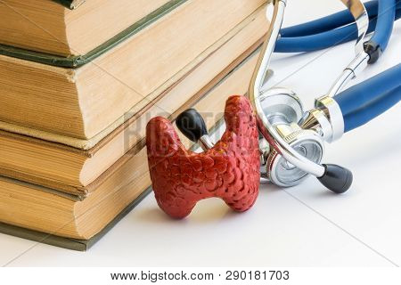 Photo Study Of Thyroid Gland, It Anatomy, Structure, Function In Medicine School, College, Universit