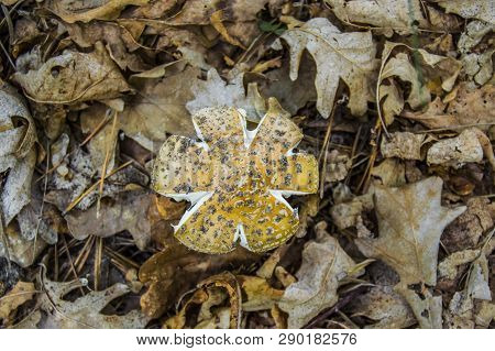 The Mushroom Amanita In The Form Of A Six-pointed Star (hexagon) Or Six-petalled Flower Surrounded B