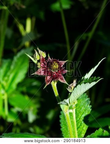 Flower Of Purple Marshlocks Or Swamp Cinquefoil, Comarum Palustre Macro, Selective Focus, Shallow Do