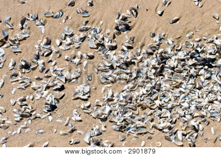 เปลือกหอยและหาดทราย