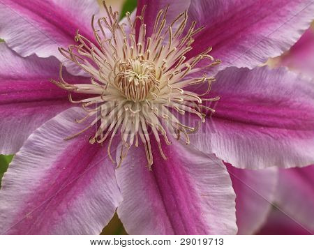 Waldrebe Lila Rosa hautnah