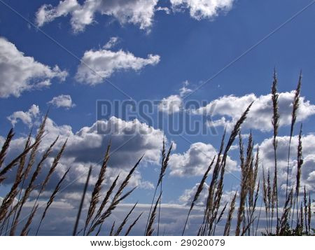 青空とふわふわの白い雲、風の吹いて茶色の草のフィールド