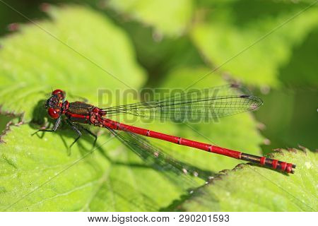 Large Red Damselfly Perched On A Leaf