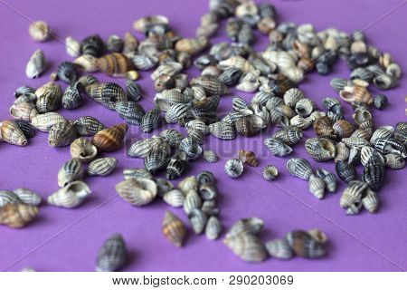 Nassa Reticulata - Shellfish, Seashells, Sea Background