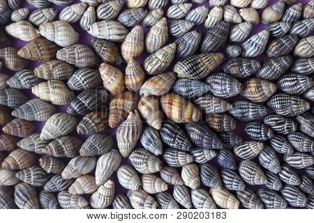 Nassa Reticulata - Shellfish, Seashells, Sea Background