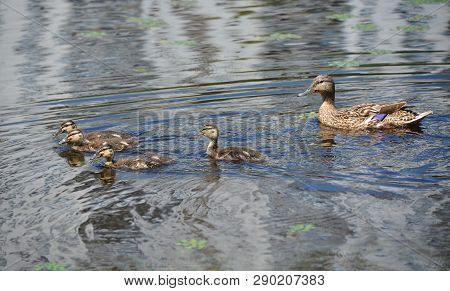 Duck Floating In The Lake