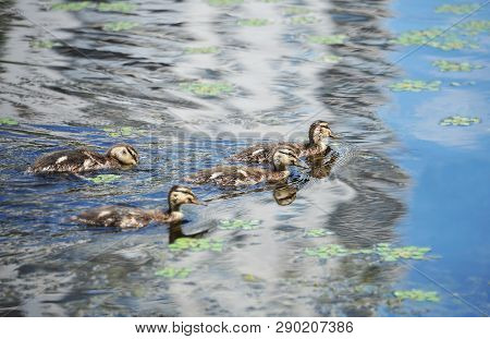 Duck Floating In The Lake