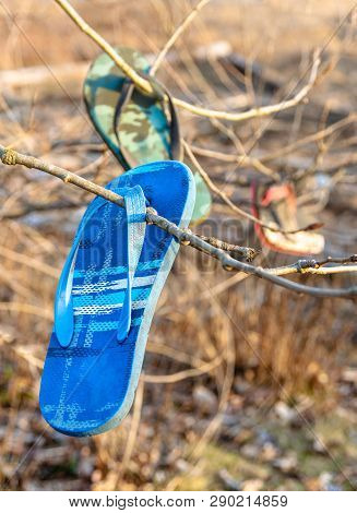 Old Lost And Discarded Flip-flop Sandals Hanging In Branches Of Seaside Trees.
