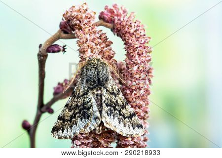 The Small Brindled Beauty (apocheima Hispidaria). Moth, Butterfly