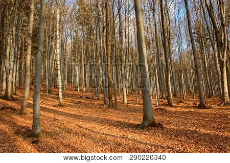 Colorful Autumn Leaves In An Oak Forest.