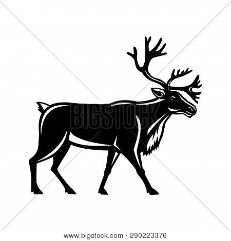 Retro Style Illustration Of A Reindeer, Also Known As The Caribou In North America, Walking Viewed F